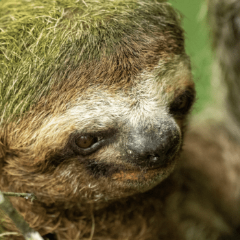 Daily Dive # 019 | A Short Exploration of Costa Rica’s Osa Peninsula